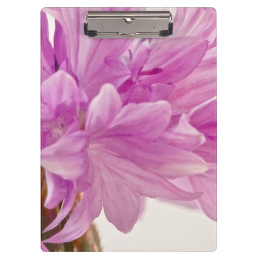 Batchelor-Button Klembord (Voorkant)