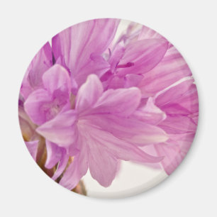 Batchelor-Button Magneet