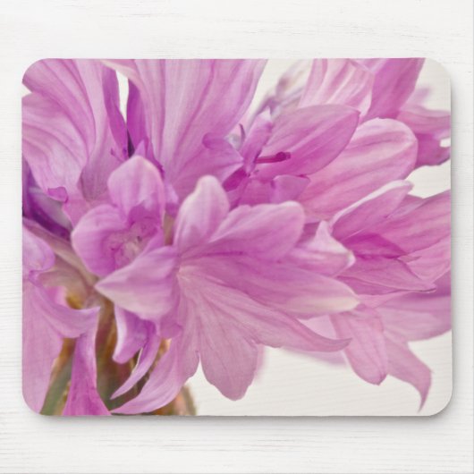 Batchelor-Button Muismat (Voorkant)