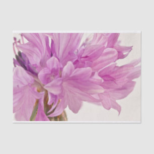 Batchelor-Button Tissuepapier