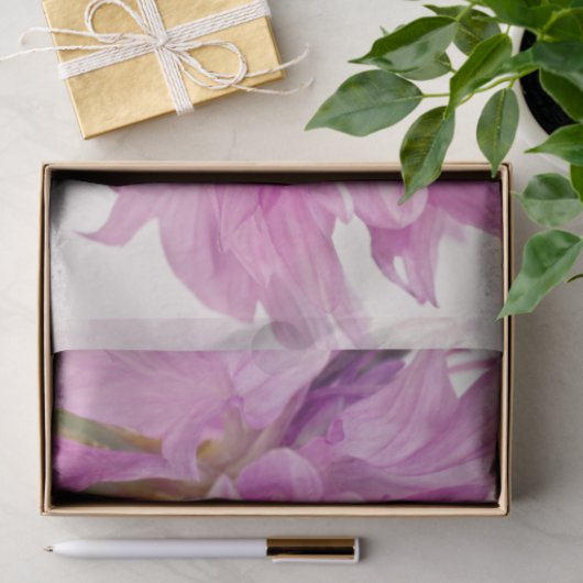 Batchelor-Button Tissuepapier (Geschenk)