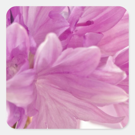 Batchelor-Button Vierkante Sticker (Voorkant)