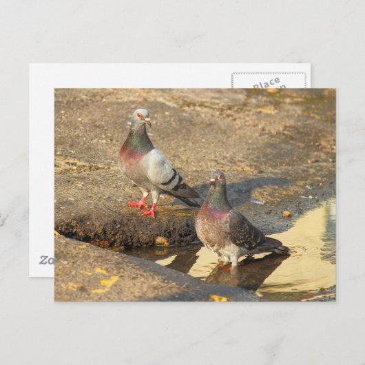 Bath Time for Pigeons Briefkaart (Voorkant / Achterkant)