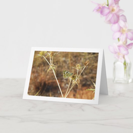 Bath witje vlinder, Pontia Daplidice Kaart (Orchidee)