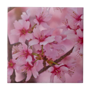 Bathed in de roze Japanse Cherry Blossom Tile Tegeltje