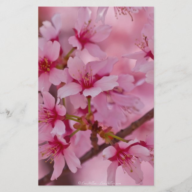 Bathed in Roze Japanse Cherry Blossom (Voorkant)