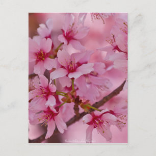 Bathed in Roze Japanse Cherry Blossom Briefkaart