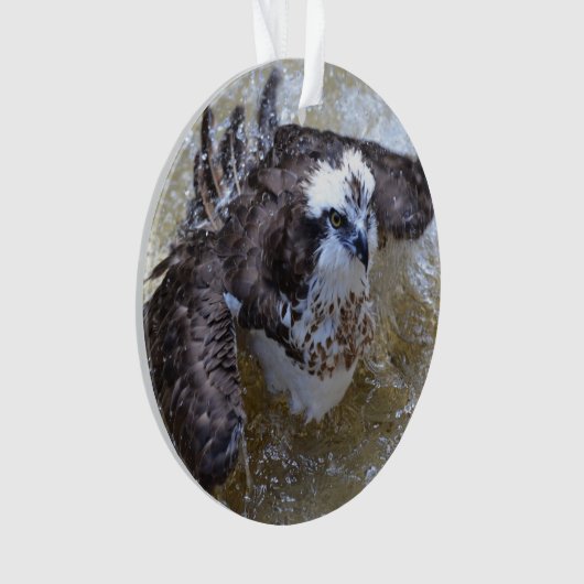 Bathing Osprey Ornament (voorkant)