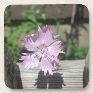 Baths Pink Dianthus on Fence Drankjes Onderzetter