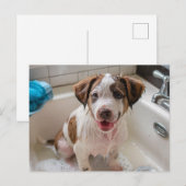 Bathtime Puppy dans Sink carte postale (Devant / Derrière)