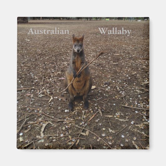 Bâtonnets de table Wallaby australiens, Aimant fri (Devant)
