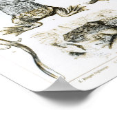 Batrachianen en andere amfibieën poster (Hoek)