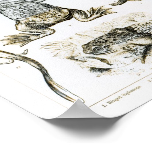 Batrachianen en andere amfibieën poster (Hoek)