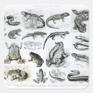 Batrachianen en andere amfibieën vierkante sticker
