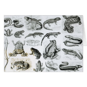 Batraciens et d'autres amphibiens