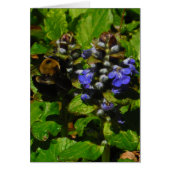 Baume d'abeille pourpre et bourdon (Devant)