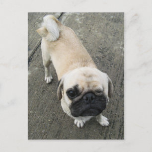 Bauwk ... Soi Dog, Thailand Briefkaart