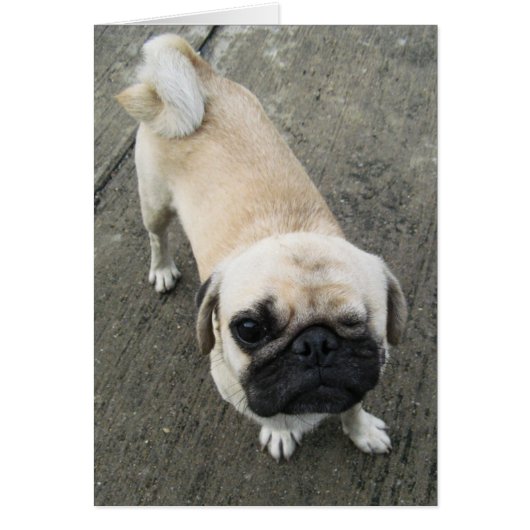 Bauwk ... Soi Dog, Thailand Kaart (Voorkant)