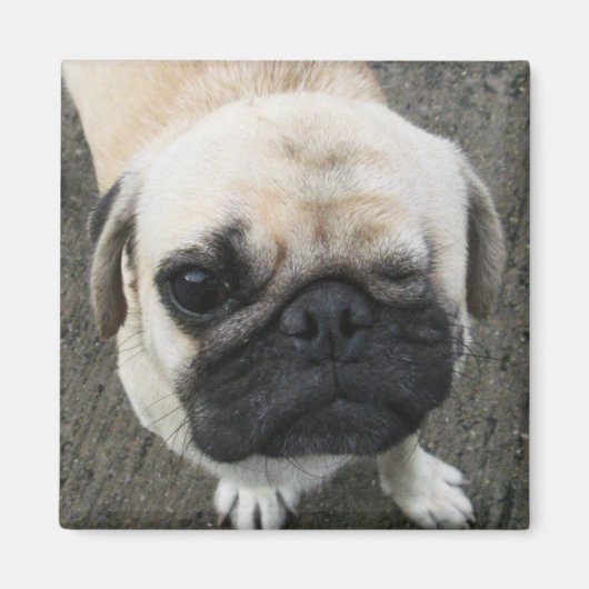 Bauwk ... Soi Dog, Thailand Magneet (Voorkant)