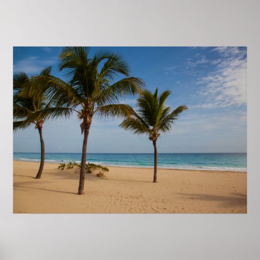 Bavaro Beach, Dominicaanse Republiek Coconut Trees Poster (Voorkant)