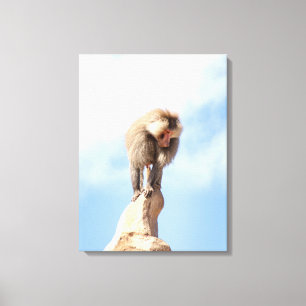 Baviaan aap boven op een berg canvas afdruk