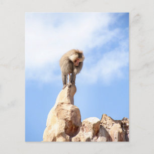Baviaan aap boven op een berg flyer