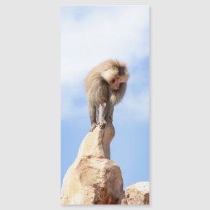 Baviaan aap op de top van een berg