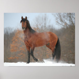 Bay Andalucian Stallion staat op sneeuw Poster