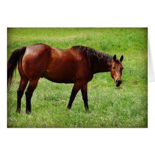 Bay Horse (Voorkant Horizontaal)