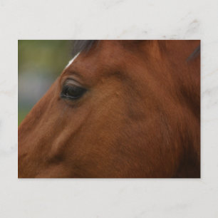 Bay Horse Closeup Briefkaart