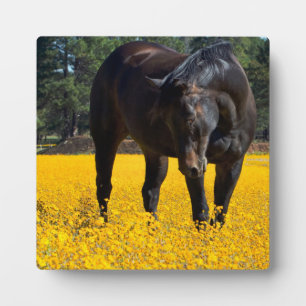 Bay Horse in een Gebied van Gele Bloemen Fotoplaat