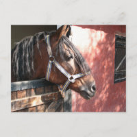 Bay Horse in een onbuigzame zonsondergang