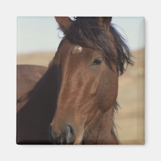 Bay Horse in Wind Magneet (Voorkant)