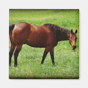 Bay Horse Magneet