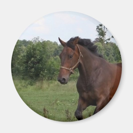 Bay Horse Magnet Magneet (Voorkant)