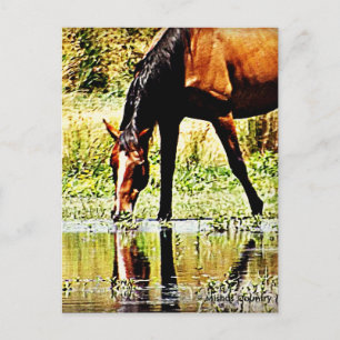 Bay Horse "Reflections" Briefkaart