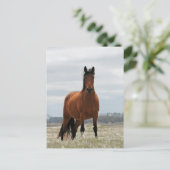 Bay Mare Briefkaart (Staand voorkant)