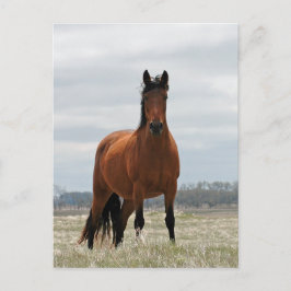 Bay Mare Briefkaart
