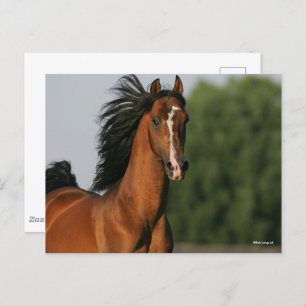 Bay Morgan Horse Headshot Flows Mane Briefkaart
