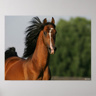 Bay Morgan Horse Headshot Flows Mane Poster