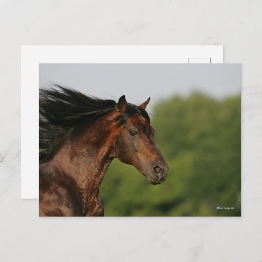 Bay Morgan Horse Headshot Mane Flows Briefkaart (Voorkant / Achterkant)