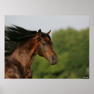 Bay Morgan Horse Headshot Mane Flows Poster