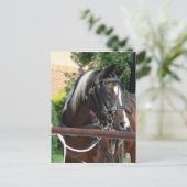 Bay Pinto Amish Buggy Horse Briefkaart (Staand voorkant)