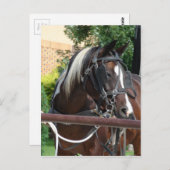 Bay Pinto Amish Buggy Horse Briefkaart (Voorkant / Achterkant)