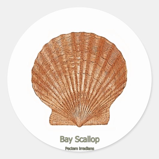 Bay Scallop Shell Ronde Sticker (Voorkant)