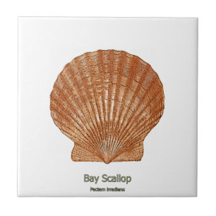 Bay Scallop Shell Tegeltje