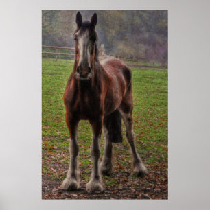 Bay Shire Draft Horse England, Verenigd Koninkrijk Poster