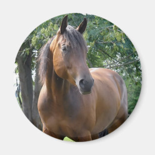 Bay Thoroughbred Horse Round Magnet Magneet