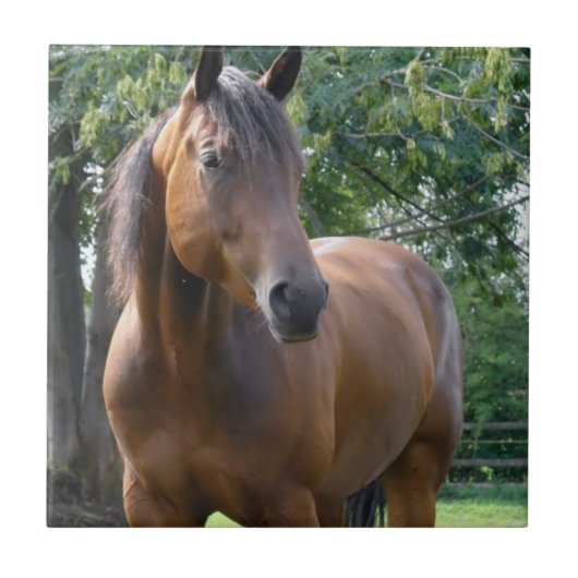 Bay Thoroughbred Horse Tile Tegeltje (Voorkant)