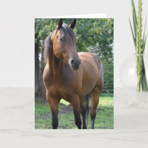 Bay Volbloed Paard Wenskaart Kaart